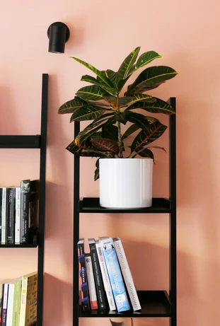 Cozy Mews House Bookshelf